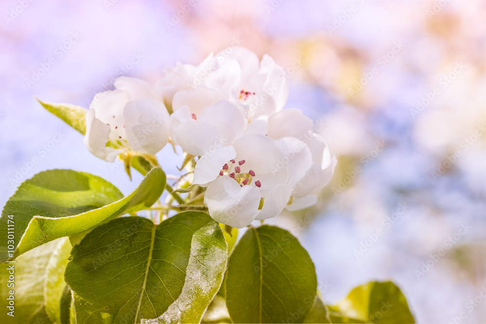 Obraz premium Delicate flower pear in the spring garden, macro