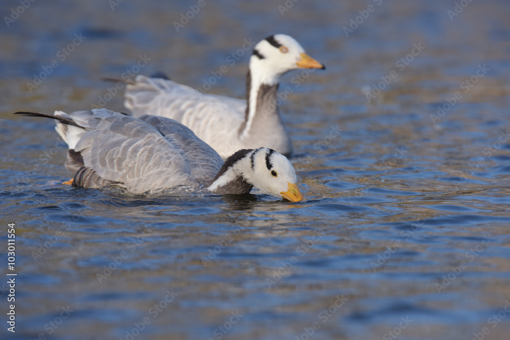 Bar-headed Goose