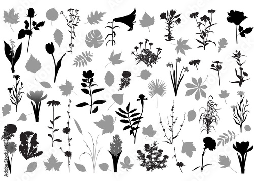 Collection of 32 various silhouettes of flowers and 34 various silhouettes of leaves