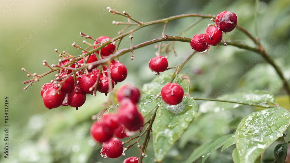 Droplets of water frozen in place on red holly berries during unusual weather in Houston, Texas. Scene rack focuses. Droplets of water frozen in place on red holly berries during unusual weather in Houston, Texas. Scene rack focuses.