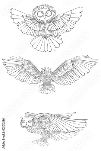 Wallpaper Mural Graphic illustration owl. Black and white style. Hand drawn. Torontodigital.ca