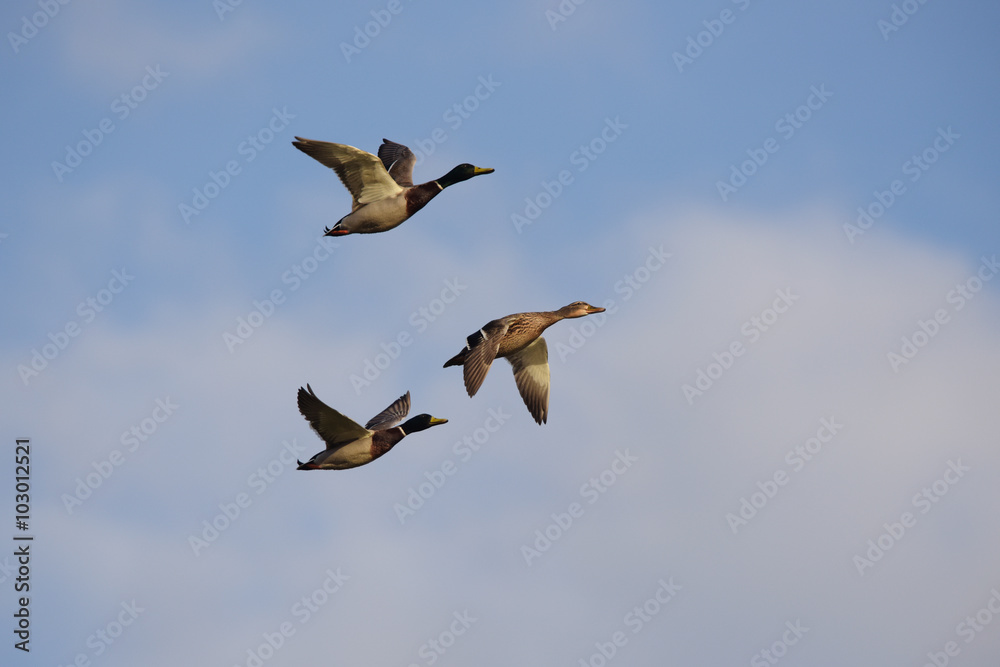 Obraz premium Mallard, Duck, Anas platyrhynchos