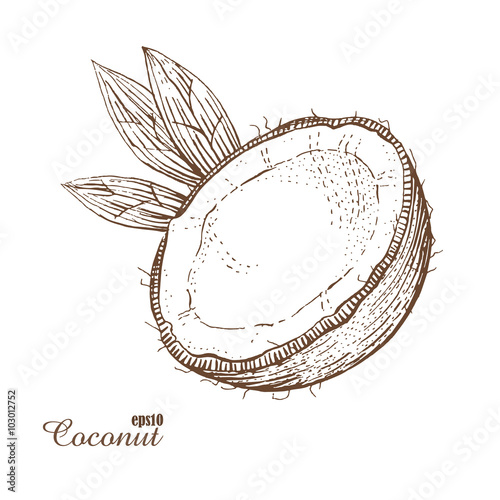Coconut. Woodcut style. Hand drawn sketch walnut. Vector illustration.