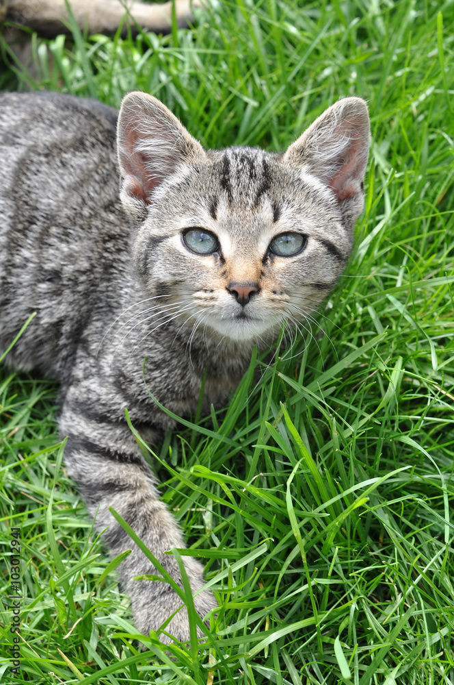 funny Tabby cat with blue eyes lying on green grass funny Tabby cat with blue eyes lying on green grass