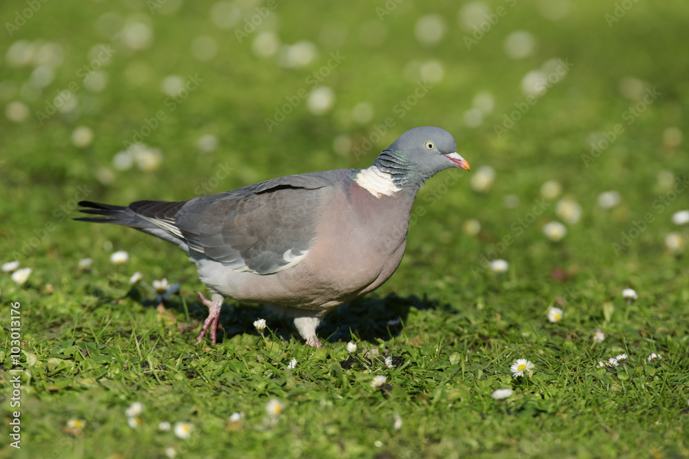 Common Wood Pigeon, Wood Pigeon, Columba palumbus Common Wood Pigeon, Wood Pigeon, Columba palumbus