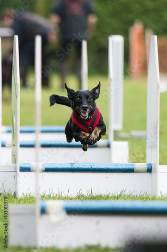 Dog in motion photo