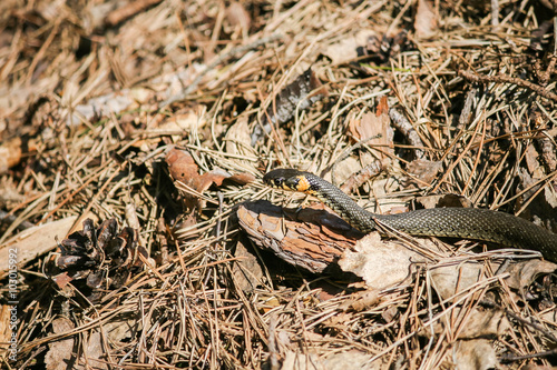 grass snake