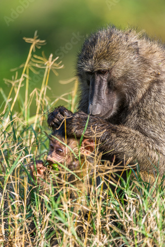 Mutterpavian kümmert sich um ihren Nachwuchs photo