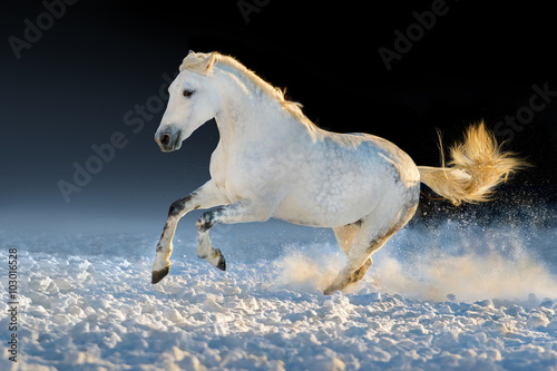 White horse run gallop in snow at sunset light