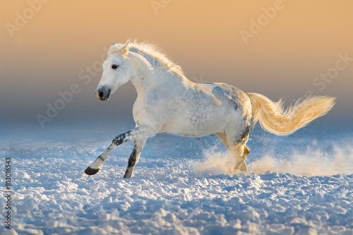 White horse run gallop in snow at sunset light © callipso88