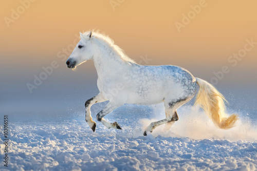White horse run gallop in snow at sunset light