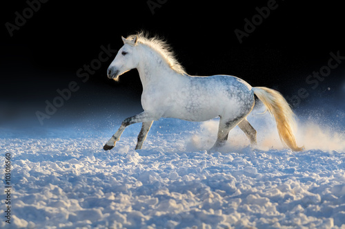Fototapeta Naklejka Na Ścianę i Meble -  White horse run gallop in snow at sunset light
