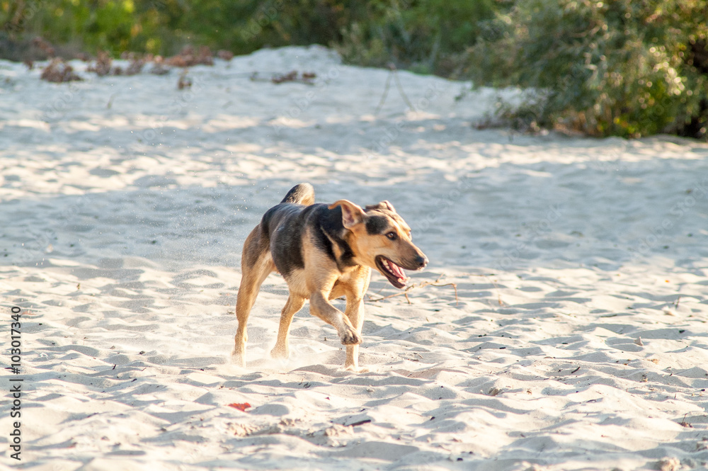 playing dog on the beach