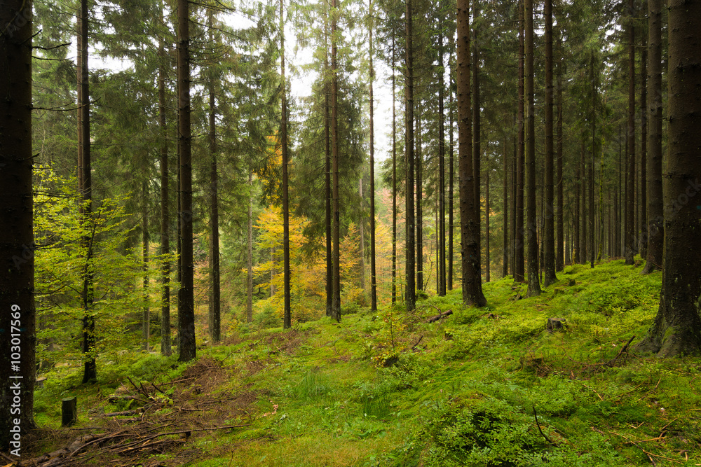 Wald im Harz bei Braunlage, Niedersachsen in Deutschland