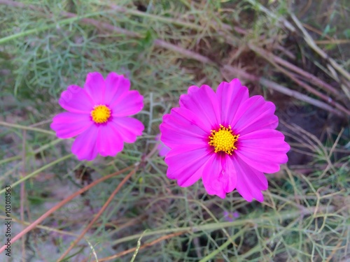 selective focus of pink cosmos
