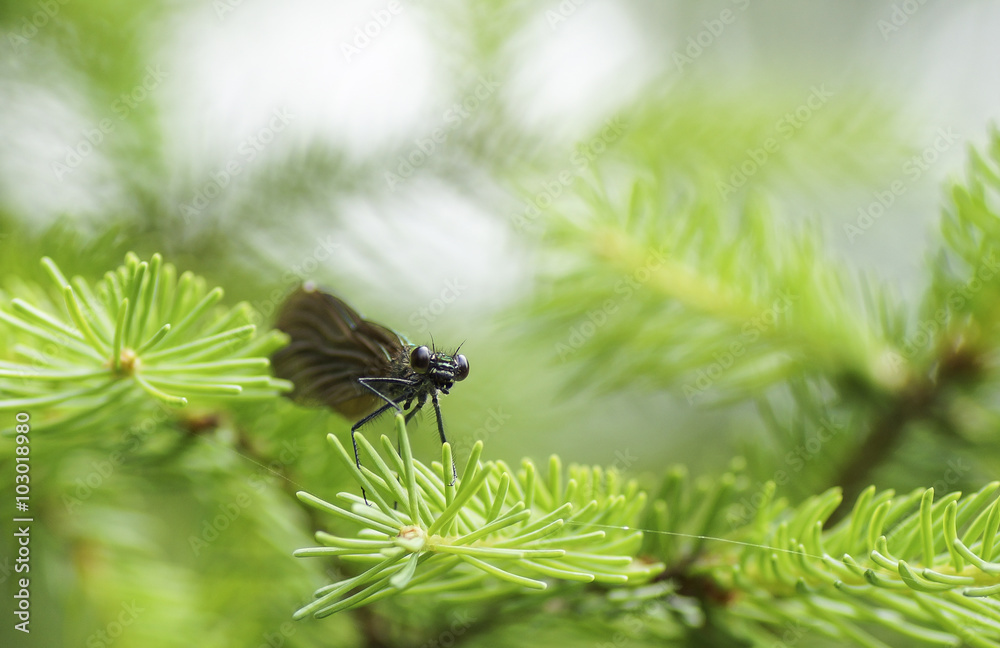 Blauflügel Prachtlibelle - Weibchen sitzt am Nadelbaum