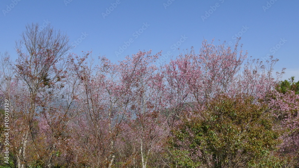 flower of wild himalayan cherry tree flower of wild himalayan cherry tree