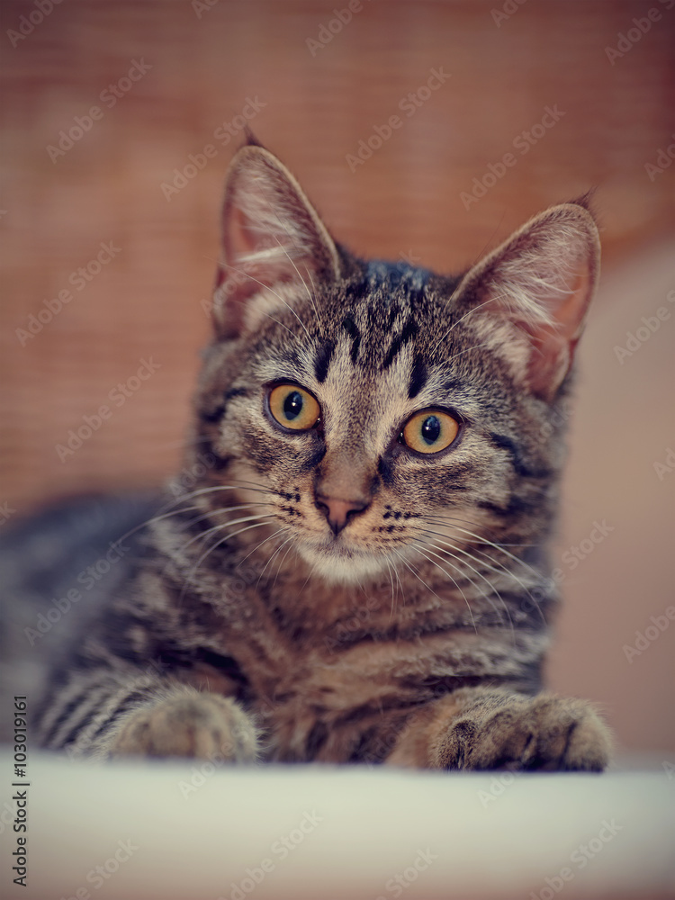 Portrait of a kitten of a striped color