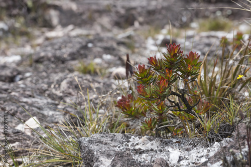 A very rare endemic plants on the plateau of Roraima - Venezuela photo