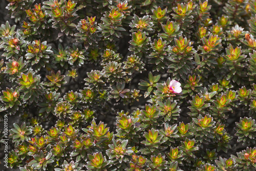 A very rare endemic plants on the plateau of Roraima - Venezuela photo