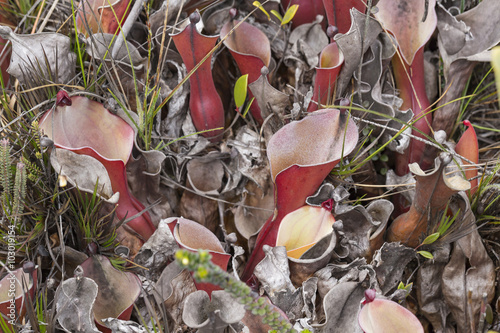 A very rare endemic plants on the plateau of Roraima - Venezuela photo