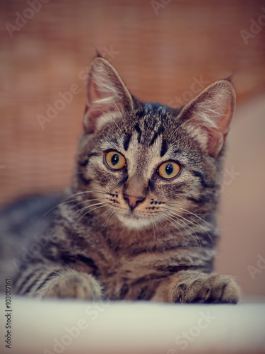 Portrait of a kitten of a striped color © Azaliya (Elya Vatel)