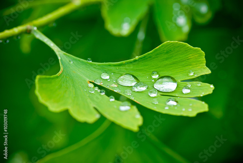 drops of water on the leav of ginkgo