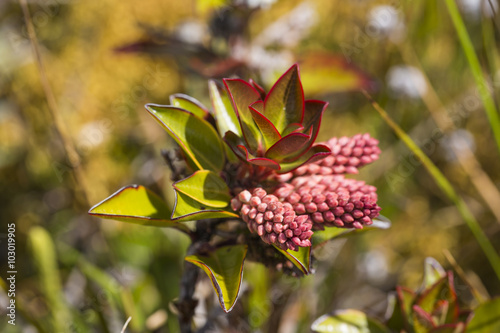 A very rare endemic plants on the plateau of Roraima - Venezuela photo