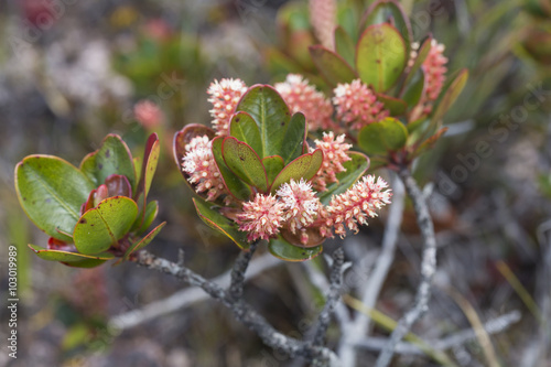 A very rare endemic plants on the plateau of Roraima - Venezuela photo