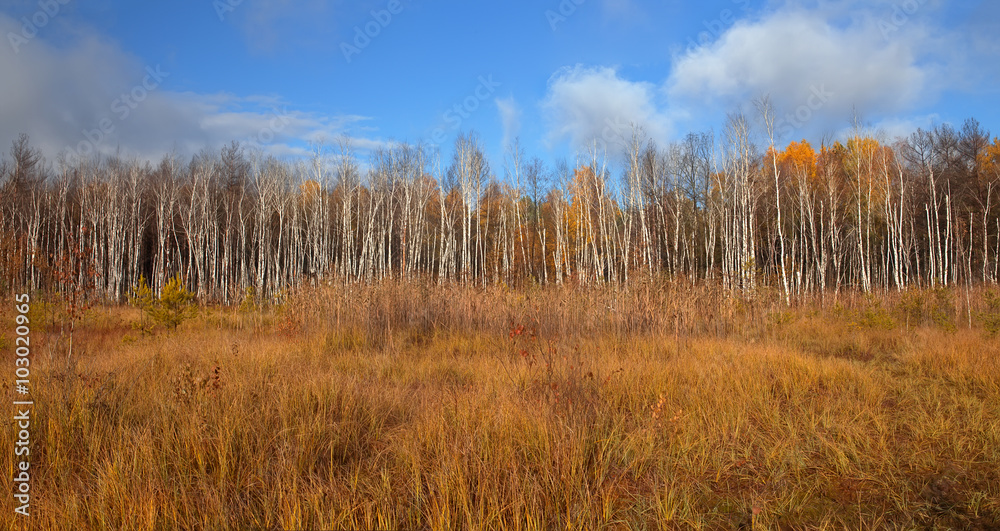 Blue sky and vibrant autumn yellow thickets. Blue sky and vibrant autumn yellow thickets.