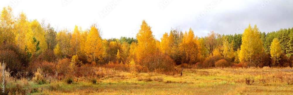 Blue sky and vibrant autumn yellow thickets.