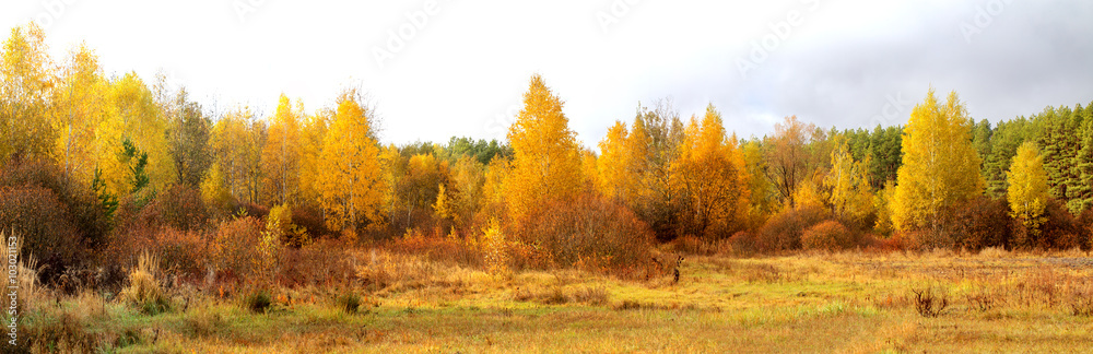 Blue sky and vibrant autumn yellow thickets. Blue sky and vibrant autumn yellow thickets.
