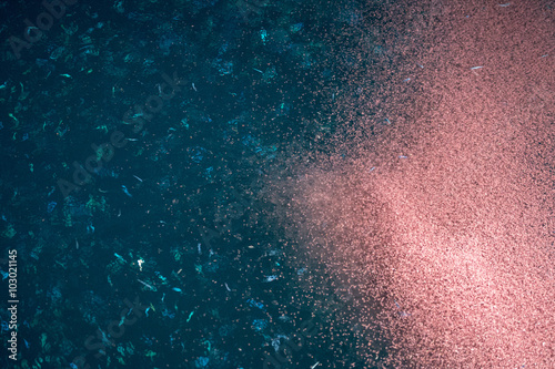krill macro detail at night
