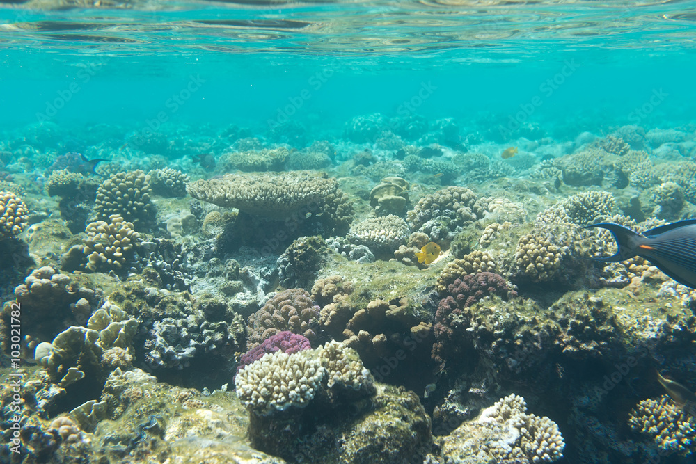 Underwater coral reefs