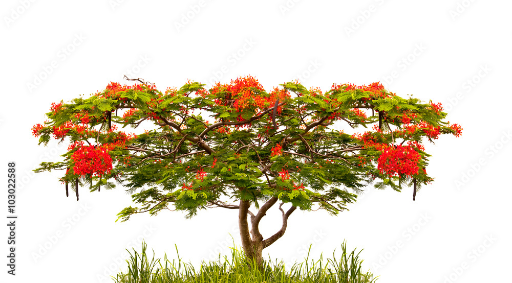 Flame tree of Flamboyant (delonix regia) isolated on white background