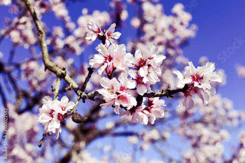 Fotobehang almond tree in full bloom