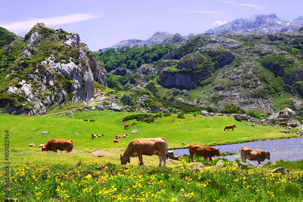 Fototapeta premium mountains landscape with lake and pasture