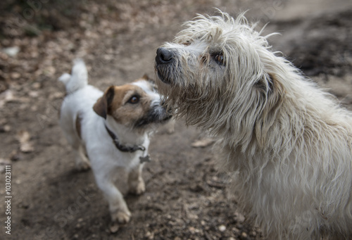 Amicizia tra cani photo