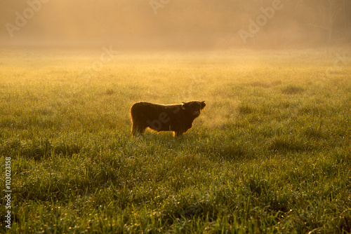 Fototapeta Naklejka Na Ścianę i Meble -  cow in a pasture in the morning