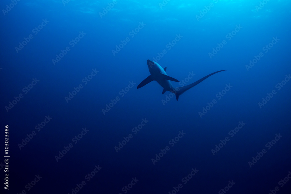 Obraz premium Common thresher shark