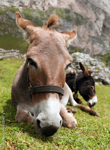 Donkeys - Equus africanus asinus