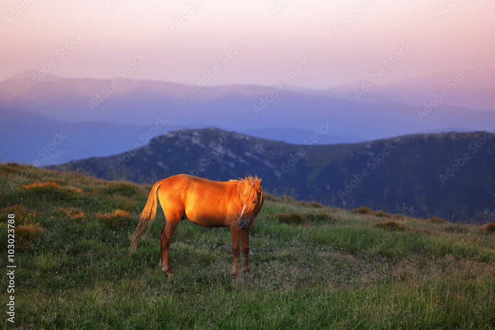 Early morning mountains, horse in rays of rising sun.
