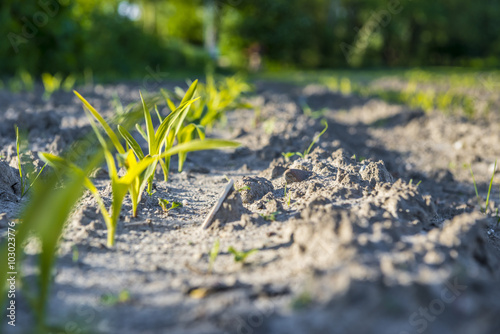 Grüne Pflanzen sprießen aus dem Boden
