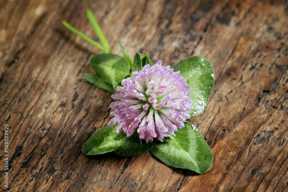 Flower purple clover, shamrock with petals on an old wooden back Flower purple clover, shamrock with petals on an old wooden back