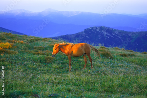 Early morning mountains  horse in rays of rising sun.