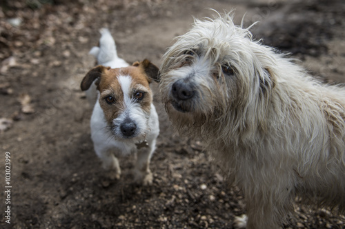 Amicizia tra cani photo