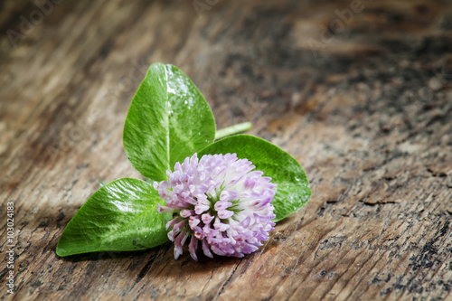 Flower purple clover, shamrock with petals on an old wooden back