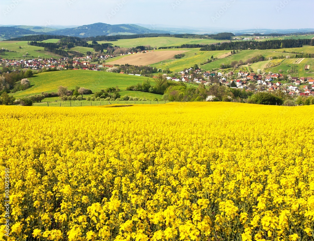 rapeseed field - Brassica Napus - plant for green energy