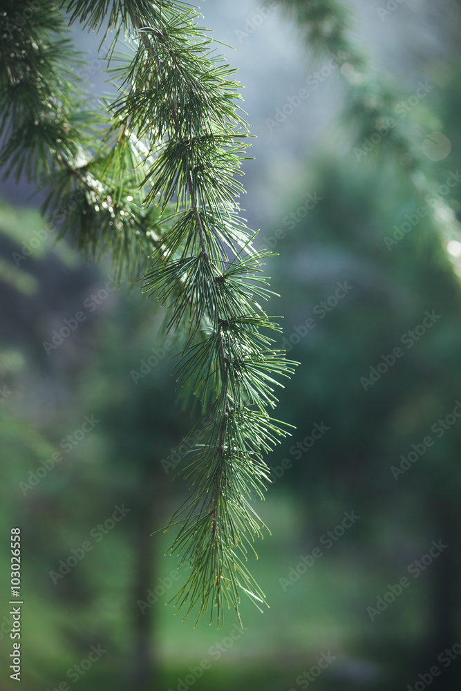 evergreen tree branch evergreen tree branch