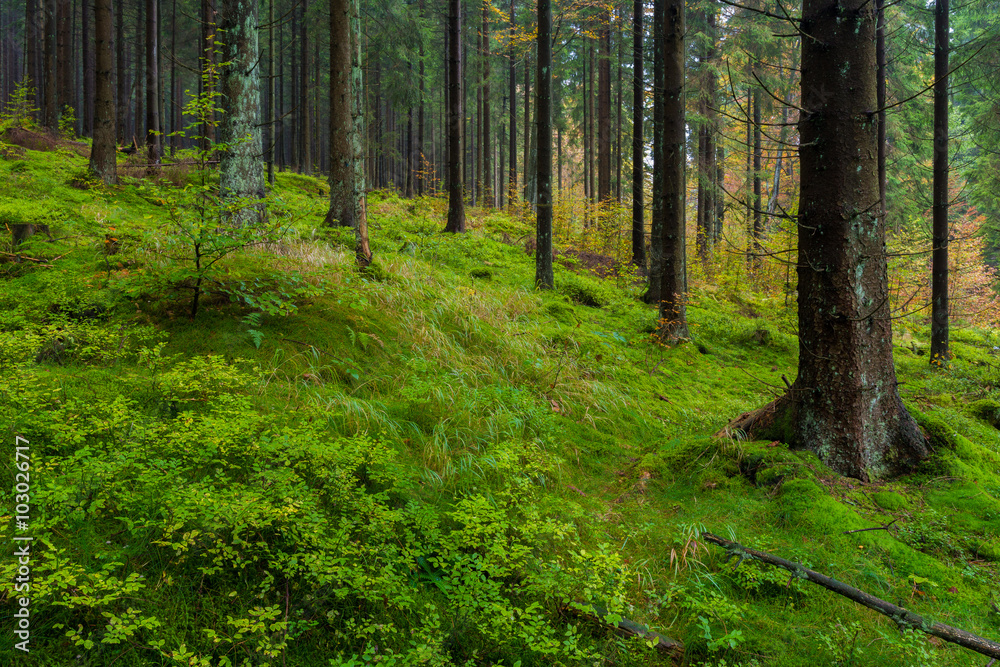 Wald im Harz bei Braunlage, Niedersachsen in Deutschland
